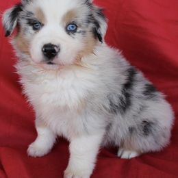 Australian Shepherd Puppies from Moss' Cross Creek Aussie’s
