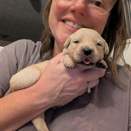 Red - Golden female Golden Retriever puppy in Madison, Ohio from Heckmans English Cream Golden Retrievers