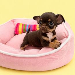 Teeny bear - Chocolate and white female Chihuahua puppy in Smyrna, Georgia from GeorgiasChihuahuas