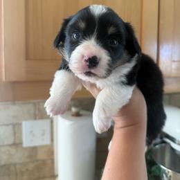 Rover - Black and tan male Pembroke Welsh Corgi puppy in Red Bluff, California from Wilder Ranch Corgis