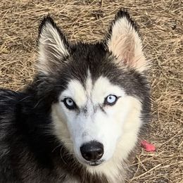 Crue - Siberian Husky