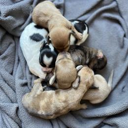 Dachshund puppies from Rafter D4 Ranch - Mini Dachshunds