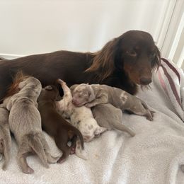 Dachshund puppies from Andrepont Dachshunds