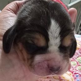 8 Red collar - Black brown and white female Basset Hound puppy in Moore, Oklahoma from Boomer Basset Hound Babies
