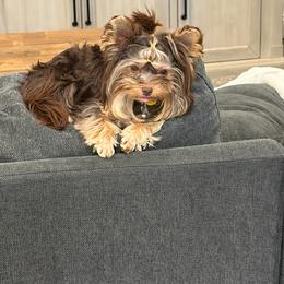 Willow - Yorkshire Terrier