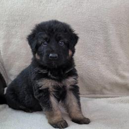 Yellow Collar - Bi-color male German Shepherd puppy in Louisville, Ohio from Crooked River German Shepherds