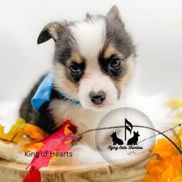 King of Hearts - Black and tan male Pembroke Welsh Corgi puppy in Casper, Wyoming from Flying Note Shorties