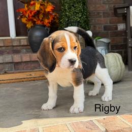 Rigby - Black tan and white male Beagle puppy in Mansfield, Missouri from Rippee Creek Kennel