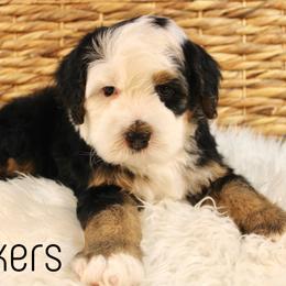 Yonkers - Tri-color male Bernedoodle puppy in Casa Grande, Arizona from AzDoodle Dandies