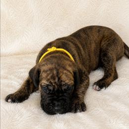 Great Dane puppies from North Cedar Danes