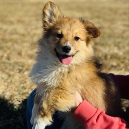 Trixie-White collar female - Red female Pembroke Welsh Corgi puppy in Benjamin, Utah from Nuna’s  Corgis
