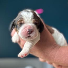 Novel - Black white and tan female English Springer Spaniel puppy in Tupalo, Mississippi from Butterfield Trail Farm