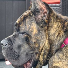 Cane Corso from Defelice Cane Corso