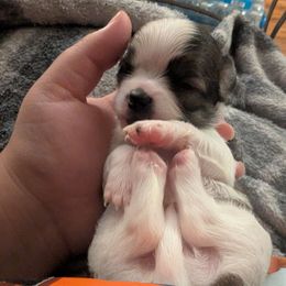 Godiva - Chocolate and white female Chihuahua puppy in Titusville, Florida from ChibiChi