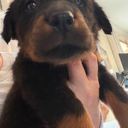 Strange color - Black and rust male Beauceron puppy in Floyd’s Knobs, Indiana from Birdwing Beaucerons