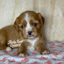 Salem - Ruby female Cavalier King Charles Spaniel puppy in Nashville, Arkansas from Rocky Road Puppies