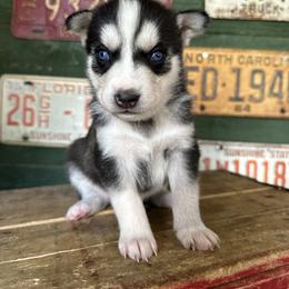 Berry - Black and white female Siberian Husky puppy in Burnsville, North Carolina from Peterson Puppies
