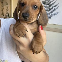 Dachshund All Grown Up from Hotdawgz standard AKC dachshunds