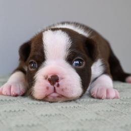 Mochi - Seal and white male Boston Terrier puppy in Plymouth, New Hampshire from Punk Kennels