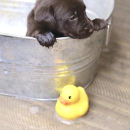 Labrador Retriever Puppies from AGL Retrievers