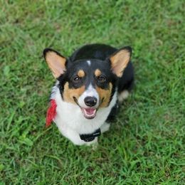 Reesee  - Pembroke Welsh Corgi