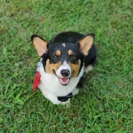 Reesee  - Pembroke Welsh Corgi