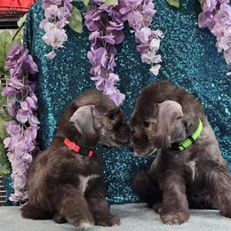 Bedlington Terrier Puppies from Blenheim