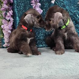 Bedlington Terrier Puppies from Blenheim