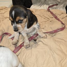 Super - Blue tan and white male Beagle puppy in Peculiar, Missouri from At home