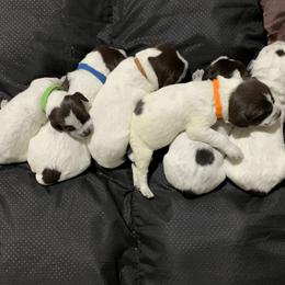 Wirehaired Pointing Griffon Puppies from Happy Hollow Griffons