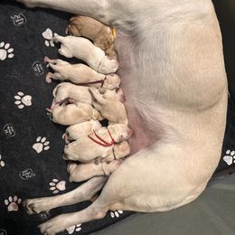 Grey - Yellow female Labrador Retriever puppy in Orangevale, California from Willow Kane Farm Labrador Retrievers