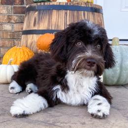 Izzo - Havanese