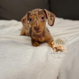 Honey (Maple) - Dapple female Dachshund puppy in Lumber City, Georgia from Willow Run LLC
