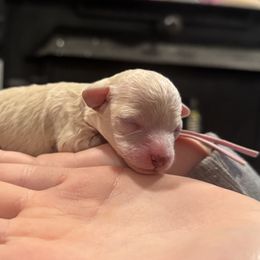 Holly - White female Poodle puppy in Anderson, South Carolina from Stephanie’s Signature Poodles inspired by Sherry Lynn LLC