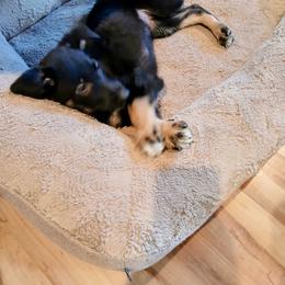 Eby - Girl 3 teal collar - Black and tan female German Shepherd puppy in Nye, Montana from Duke AKC Shepherds