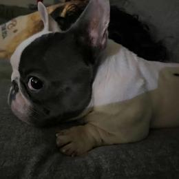Chico - Blue male French Bulldog puppy in Harlingen, Texas from GulfCoastKennels