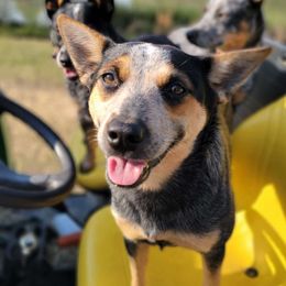 Skeeter - Australian Cattle Dog