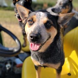 Skeeter - Australian Cattle Dog