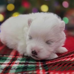 Isabella - Cream parti female Pomeranian puppy in Oak Forest, Illinois from Illinois Poms