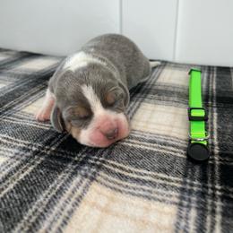 AKC light green female - Blue tan and white female Beagle puppy in Shelley, Idaho from Idaho Beagles