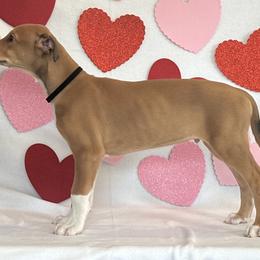 Boy 2 - Red Greyhound puppy in St. Louis, Missouri from Velocitas Greyhounds