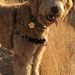 Australian Labradoodle, Double Doodle, Goldendoodle, and Labradoodle All Grown Up from Lake Mountain Doodle