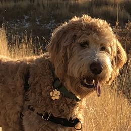 Australian Labradoodle, Double Doodle, Goldendoodle, and Labradoodle All Grown Up from Lake Mountain Doodle