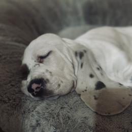 Basset Hound Puppies from Hill Top Basset Hounds & Great Pyrenees