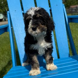 Conrad - Tri-color male Bernedoodle puppy in Battle Creek, Michigan from T-Rose’s Bernedoodle & Pomsky Puppies