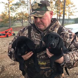 Labrador Retriever Puppies from Still Pond Retrievers