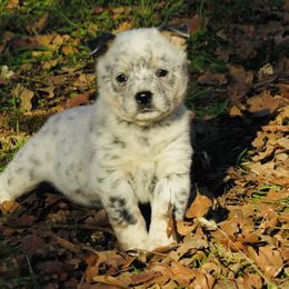Diamond - Blue mottled female Australian Cattle Dog puppy in Redding, California from Macushla Kennel
