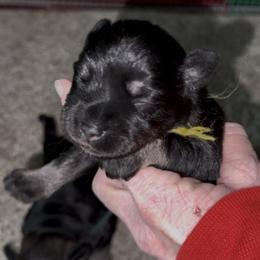 Yellow collar - Black and silver female Miniature Schnauzer puppy in La Fayette, Georgia from Daniels Mini Schnauzers