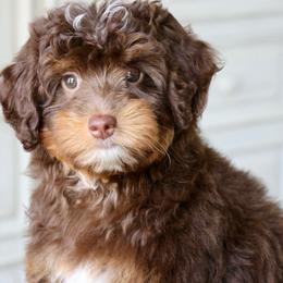 Hay - Phantom female Bernedoodle puppy in Muskogee, Oklahoma from Lawler’s Legacy Litters