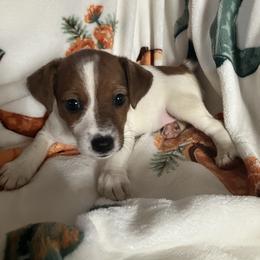 Princess Emma - White and tan female Russell Terrier puppy in Missouri from Royal Russells Ranch